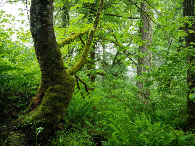 Vine + Root Home Page Imagen 2