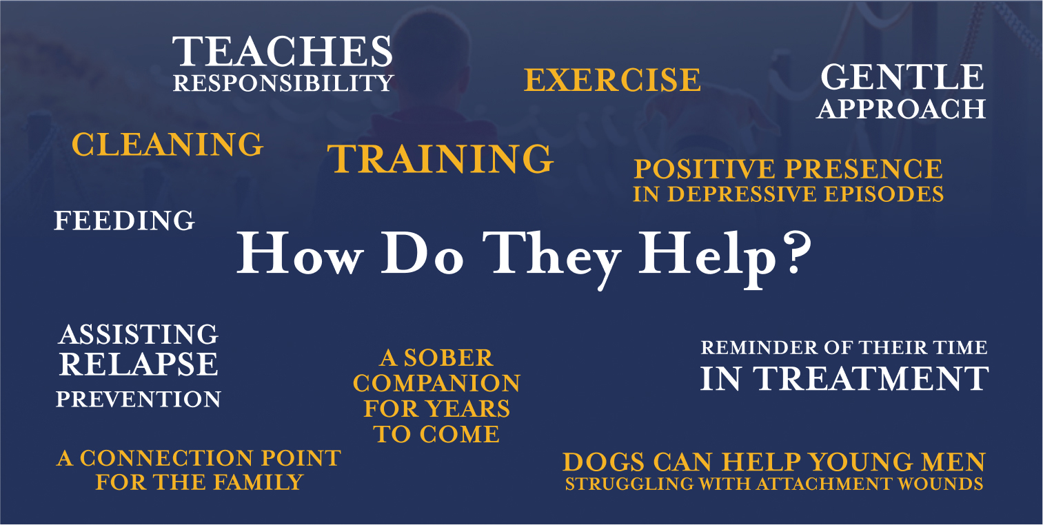 The benefits of canine therapy as part of therapy programs for young adults 