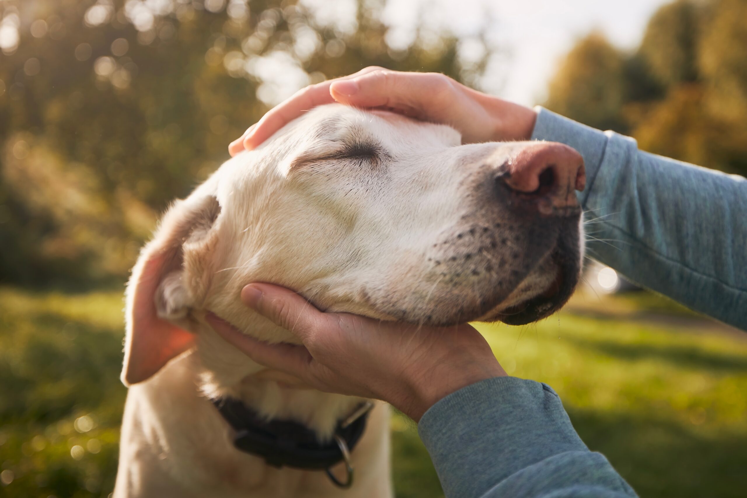 Young man petting dog, canine therapy at Capstone Treatment Center